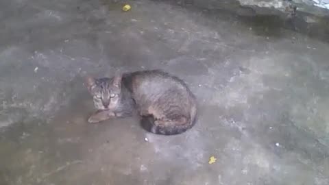 Lonely cat in the garage, he looks a little sad, but looks fine [Nature & Animals]