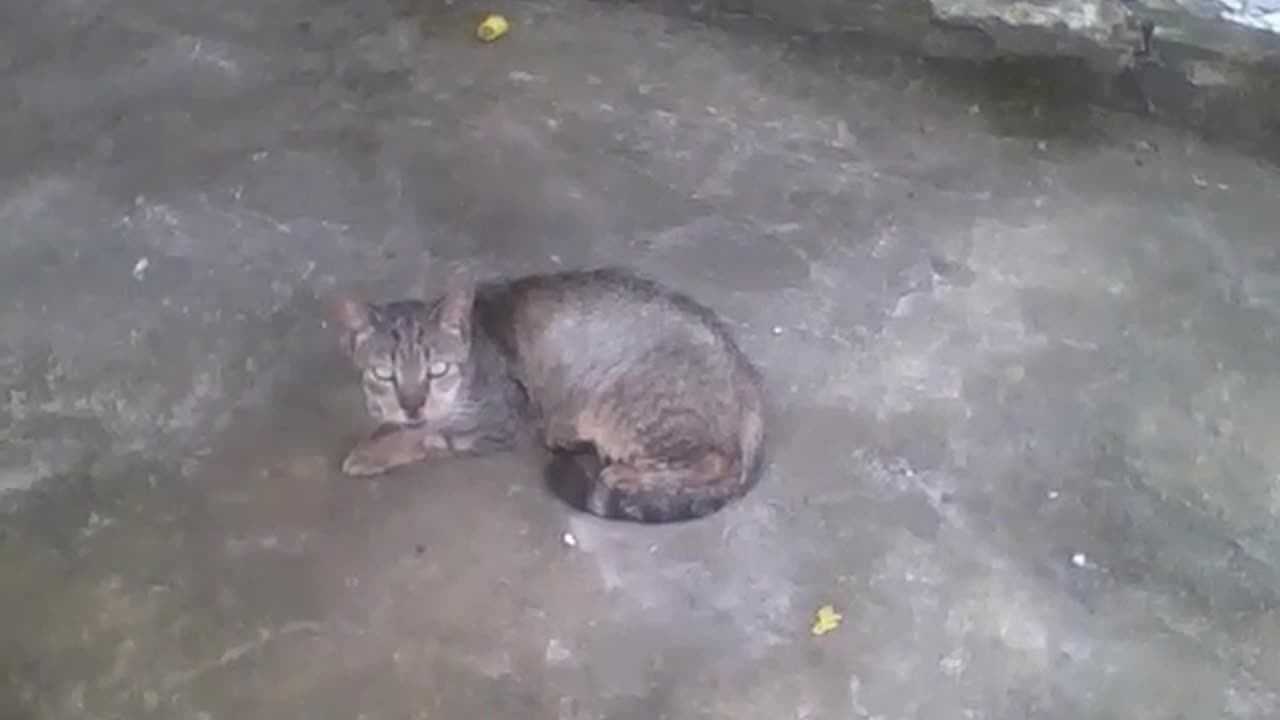 Lonely cat in the garage, he looks a little sad, but looks fine [Nature & Animals]