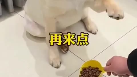 funny Labrador video#funnyvideo #funnydog#labrador #dog | Funny Weird RMF Media