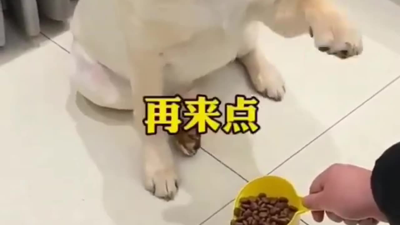 funny Labrador video#funnyvideo #funnydog#labrador #dog | Funny Weird RMF Media