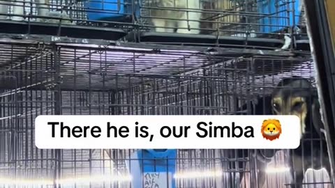 Simba’s story 🦁