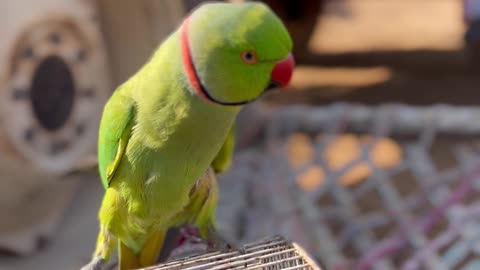 cute parrot whistling