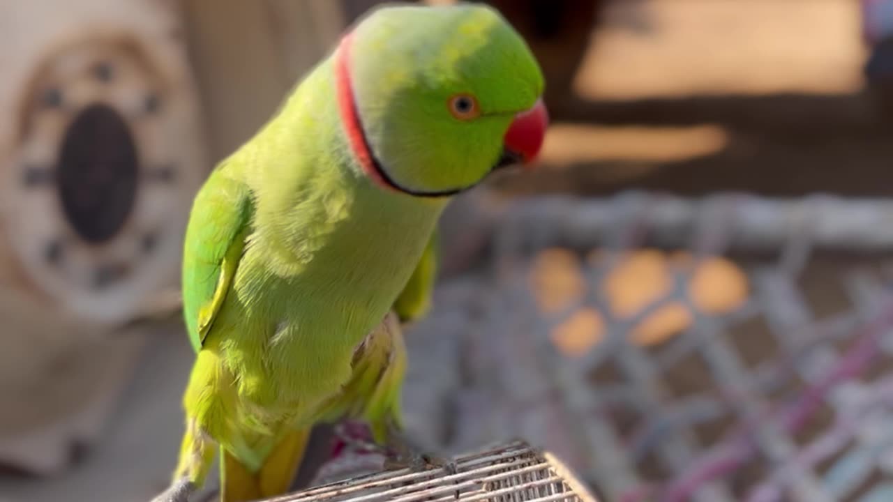 cute parrot whistling