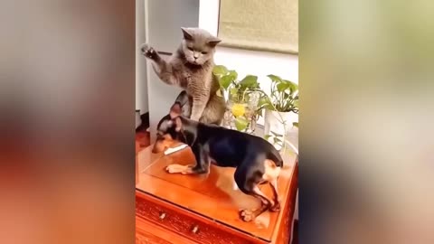 Cat vs Dog: The Ultimate Funny Showdown!