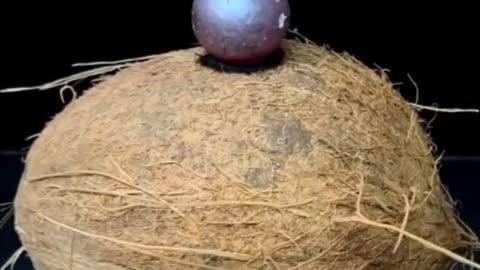 Coconut vs copper ball heated to 1000°C.