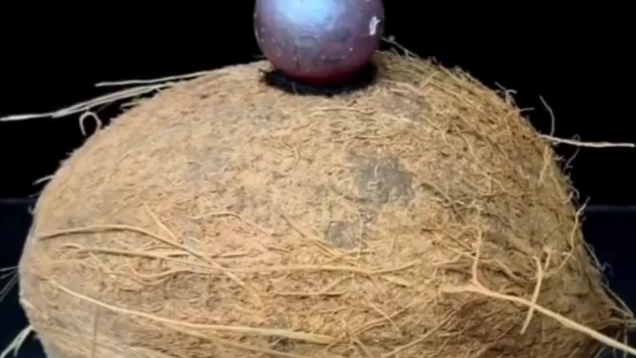 Coconut vs copper ball heated to 1000°C.