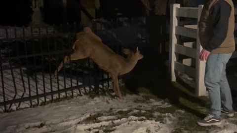 Man Frees Deer Caught On Fence