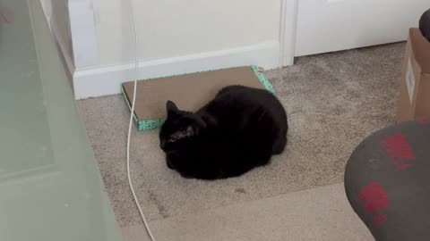 Cute Precious Piper Does An Off The Tuffet Loaf - Adopting a Cat from a Shelter Vlog