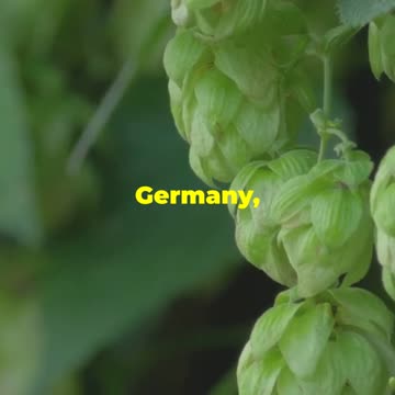 Hops: The Secret Behind Your Beer!