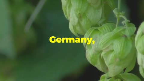 Hops: The Secret Behind Your Beer!