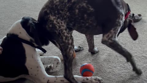 Dog Butts In To Steal Toy