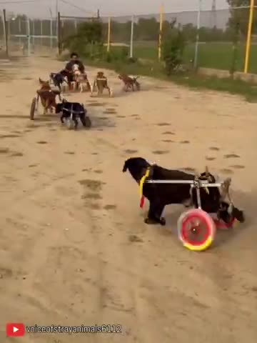 A Home For Special Friends