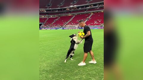 Crowd Cheers As Dog Shows off its Skills 🐕 ⚽️