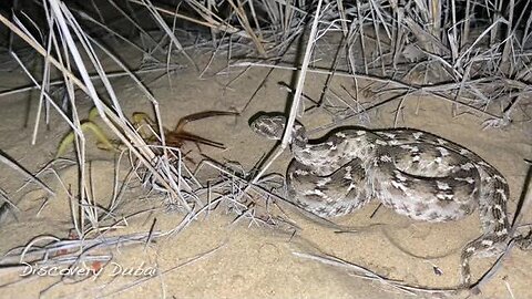 Sawscaled viper attacks Camel spider in Dubai desert. PSN Experiment