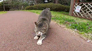 Stray cat meows "You can't pass here unless you snuggle with me"