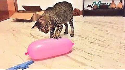 Cat Reaction to Playing Balloon