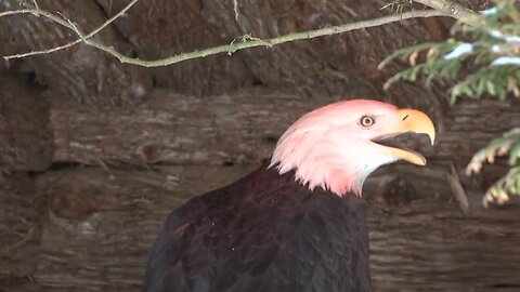 Winter at the New Zoo and Adventure Park in Suamico: Keeping Animals Warm and Active