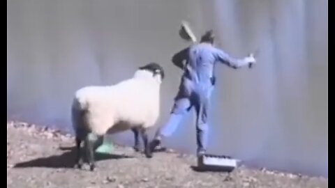 Sheep vs Fisherman