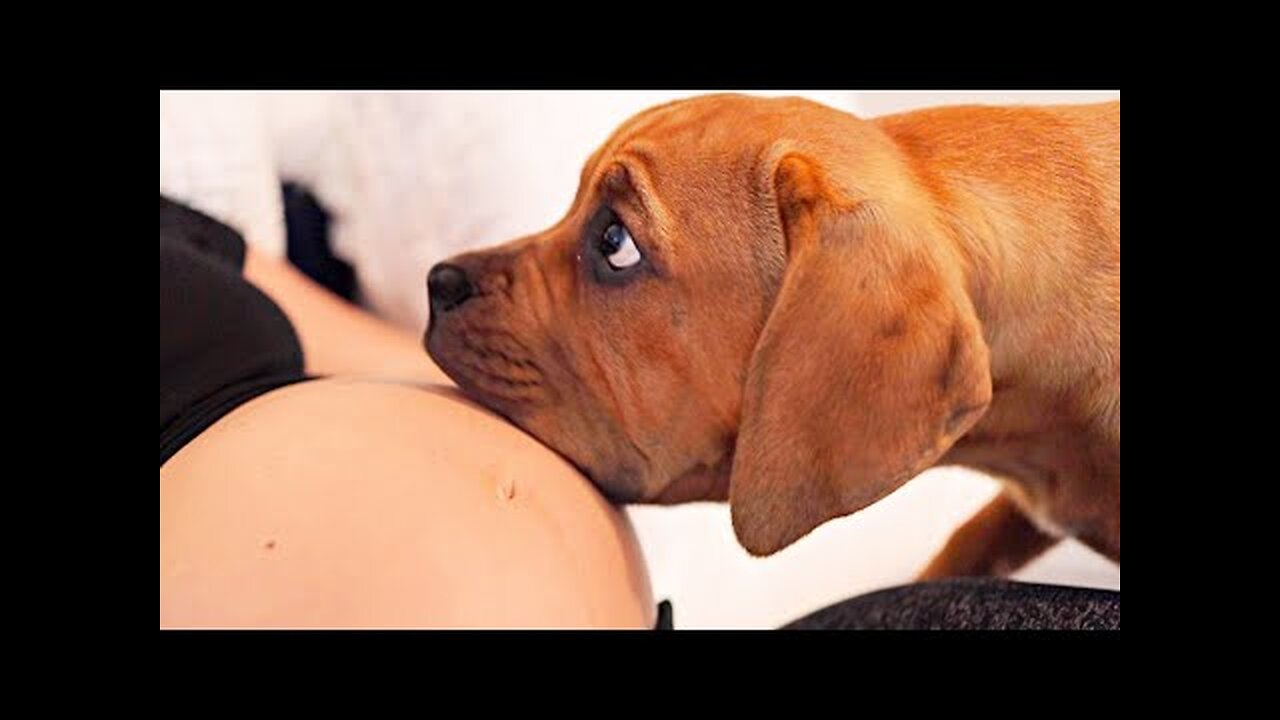 When Your Dogs Know You're Pregnant | Cutest Reactions