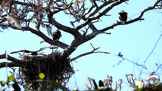 Visiting the American Bald Eagle Family at Anclote River: Stunning Close-Up!