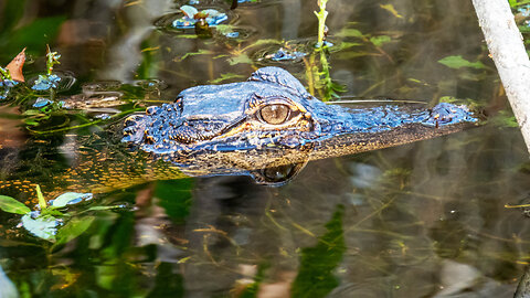 Encounter with a Young Alligator at Florida Botanical Gardens!