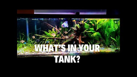 75 Gallon Stocking Ideas