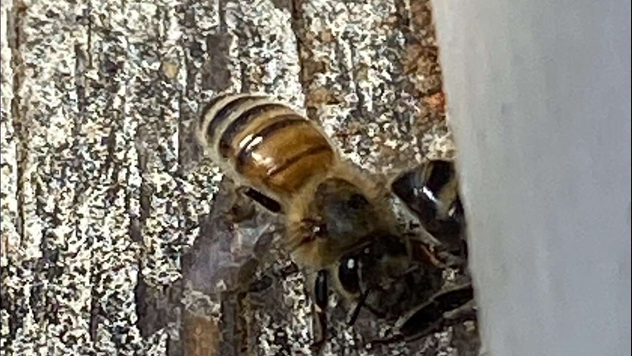 Placing a hive