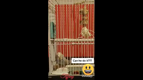 OMG, Cute bird escapes