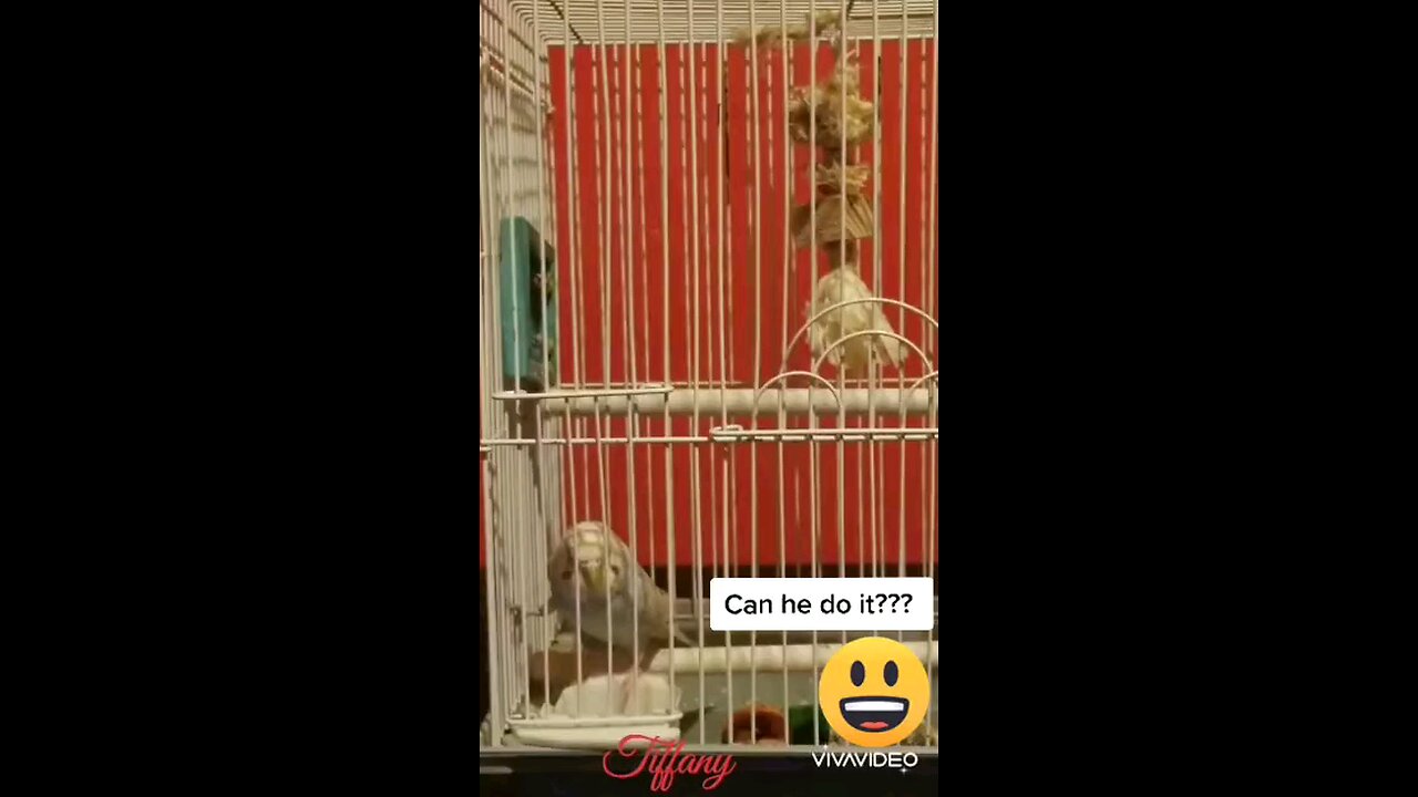 OMG, Cute bird escapes