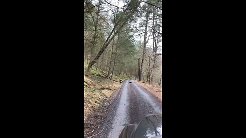 John drops two big white pines across Beaverdam Run Rd