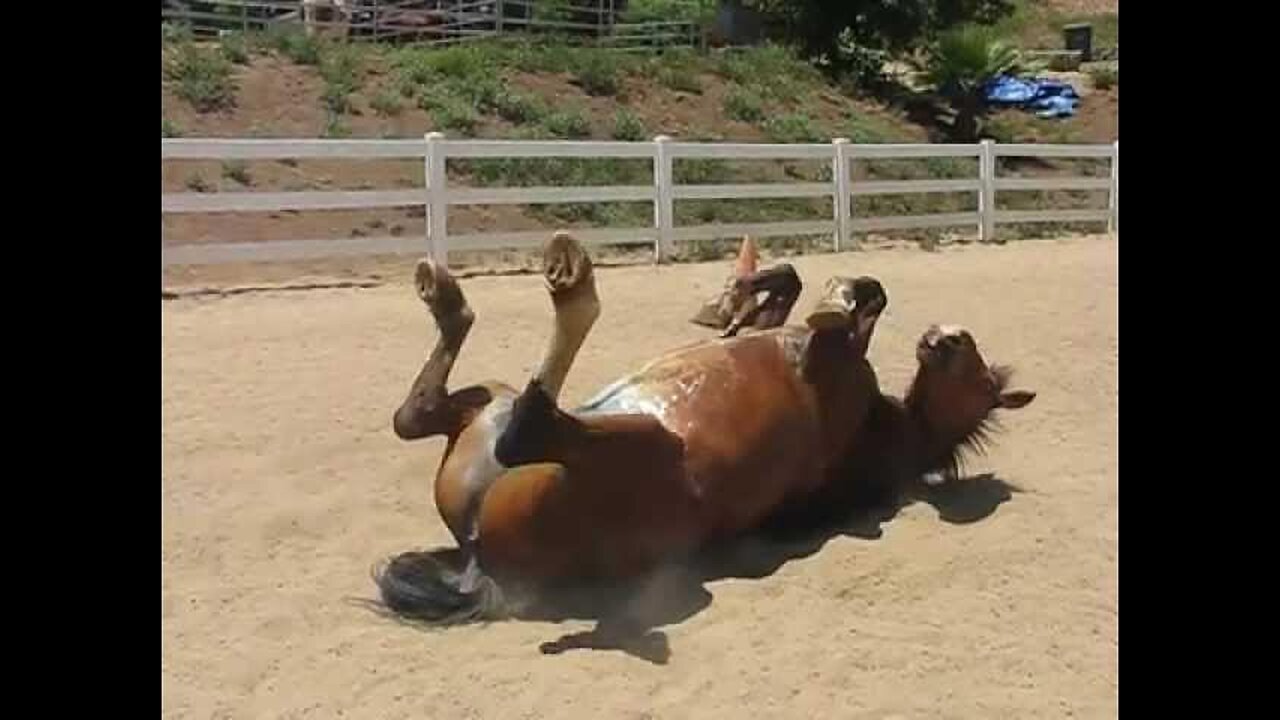 The Playful Breeze: A Humorous Tale of a Horse Passing Gas"