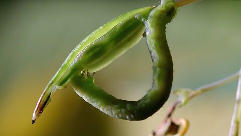 Caterpillars Feeding on Exploding Seed Pods