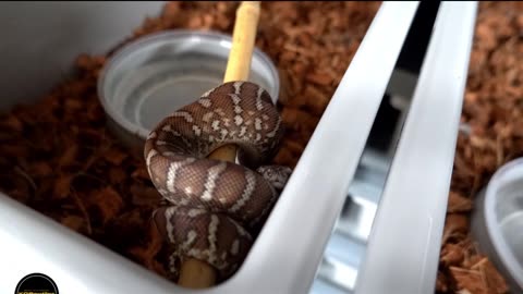 New Bredli