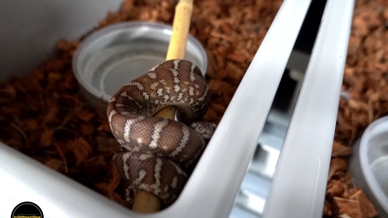 New Bredli