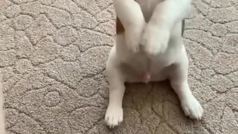 Cute puppies comedy videos 🤣🤣🤣🤣