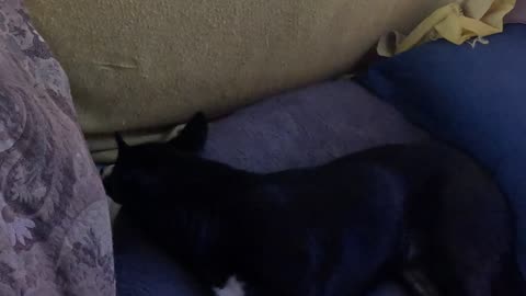 🐈Leg-Flex🐕Devotional💪