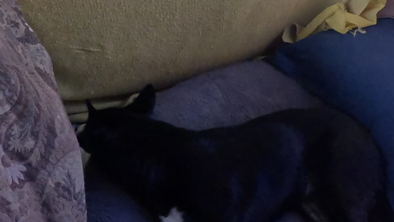 🐈Leg-Flex🐕Devotional💪