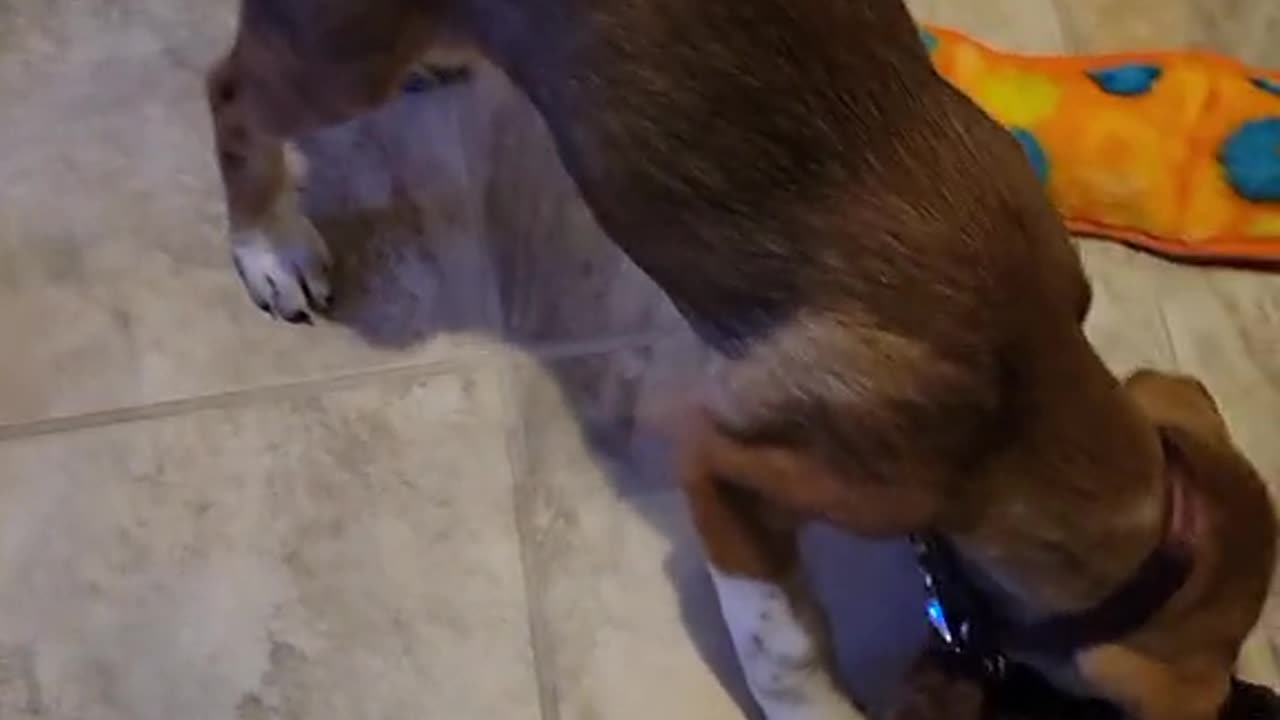 Christmas 2023 Archies first