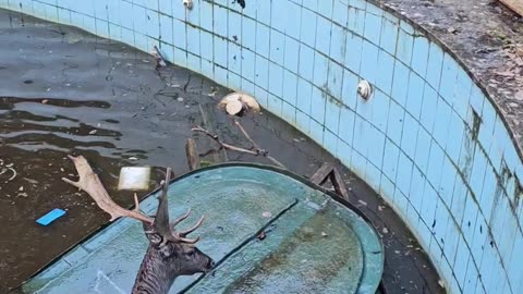 Drowning Deer Rescued From Abandoned Swimming Pool