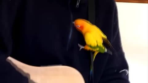 Guitar with parrot fun moments video