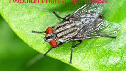 I Wouldn't Hurt a Fly.... Unless #meme #memes #comedy #funny #funnyvideo