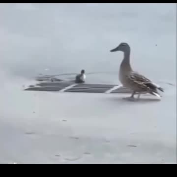 Duck 🦆😂