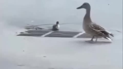 Duck 🦆😂