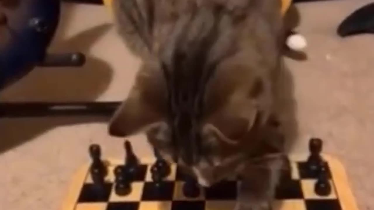 Funny cats and animals videos