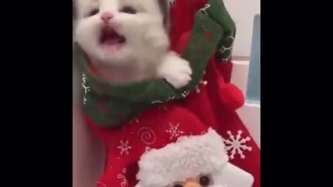 Funny Cute Cat - Try Not To Laugh...