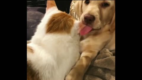 Cats vs Dogs comedy Videos 🤣 so funny videos 🤣