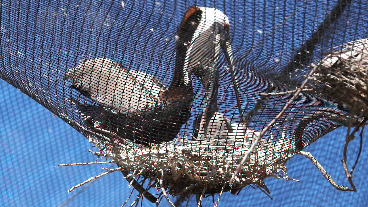 Adorable Brown Pelican Feeds Two Babies from Its Pouch at Seaside Seabird Sanctuary!