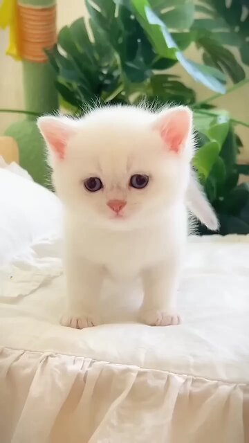 Cat 🐈 _ cute baby 🐥 laughing video _funnyvideo _cutebaby _comedy _laugh _shorts(720P_60FPS)