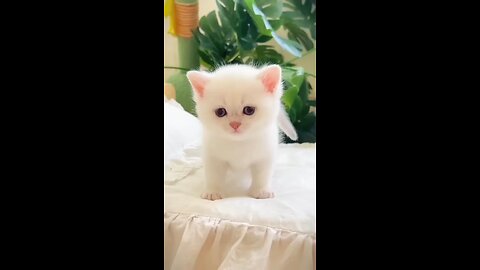 Cat 🐈 _ cute baby 🐥 laughing video _funnyvideo _cutebaby _comedy _laugh _shorts(720P_60FPS)