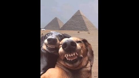Funny Pets Montage 2025 | HAHA | pt.8